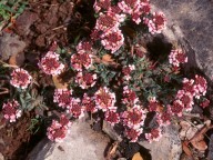 Aethionema saxatile ssp. creticum
