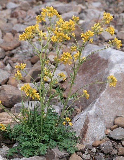 Rhynchosinapis cheiranthos