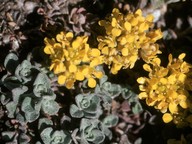 Alyssum alpestre