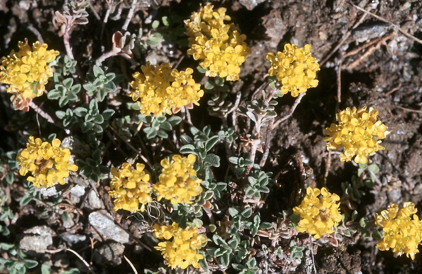 Alyssum alpestre