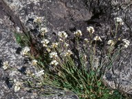 Arabis petraea