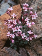 Arabis purpurea