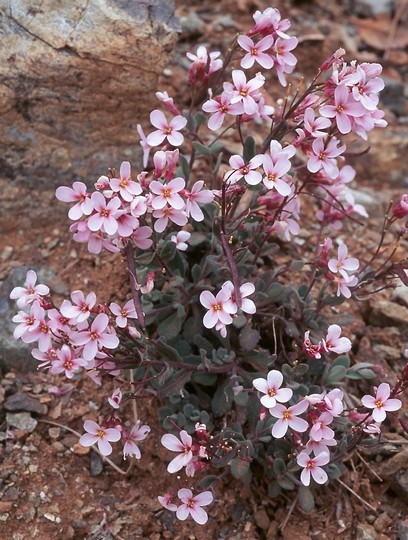 Arabis purpurea