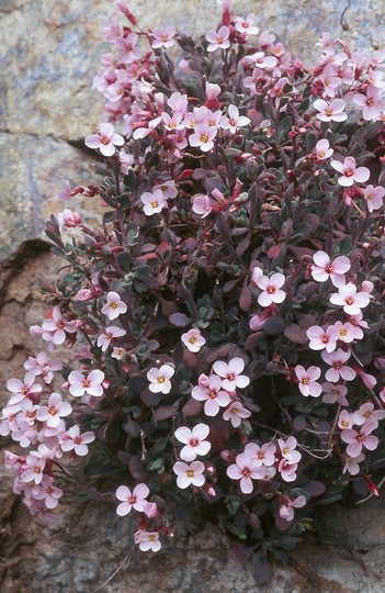 Arabis purpurea