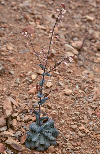 Arabis kennedyae