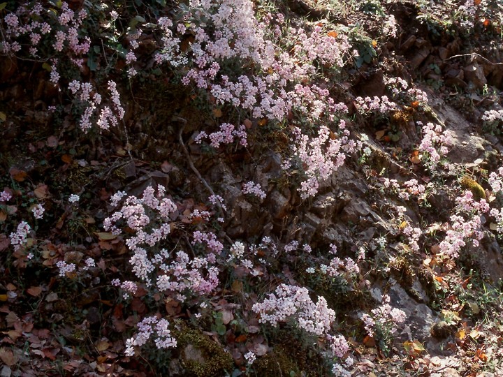 Arabis purpurea