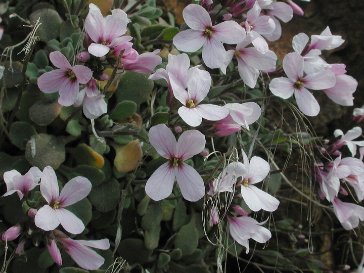 Arabis purpurea