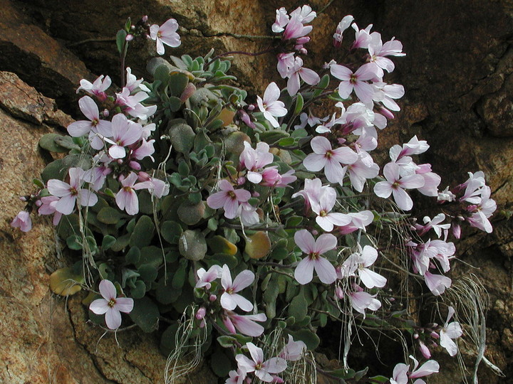 Arabis purpurea