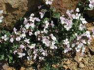 Arabis purpurea