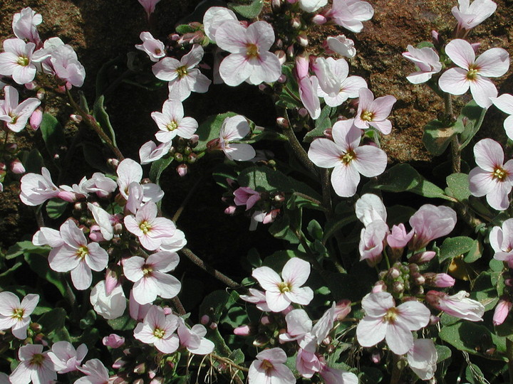 Arabis purpurea