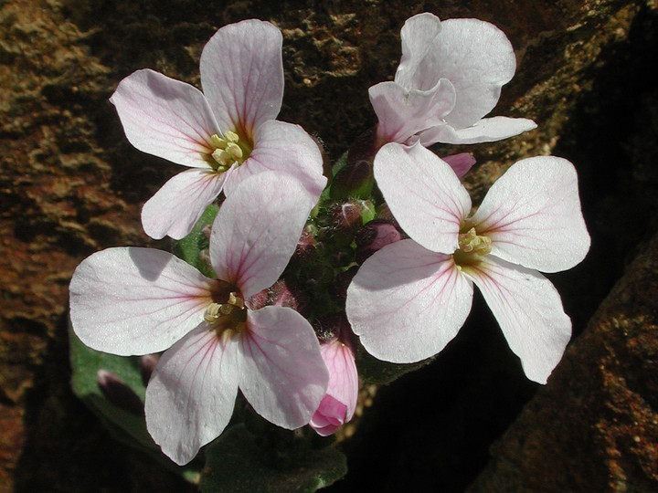 Arabis purpurea