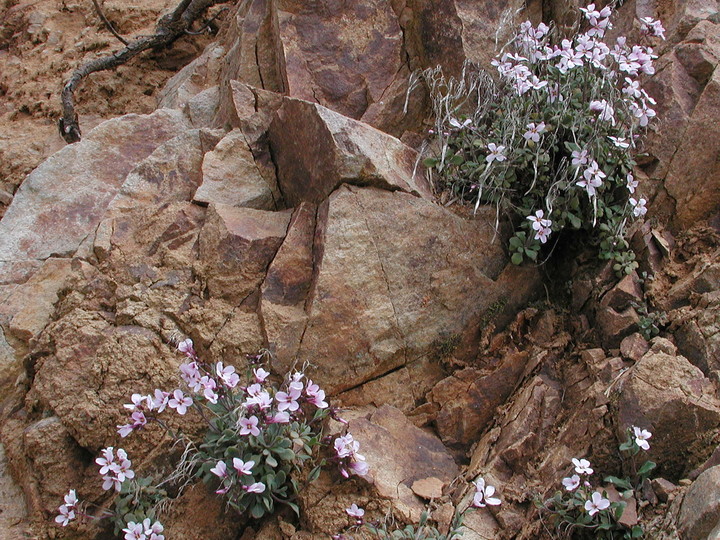 Arabis purpurea