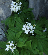 Cardamine heptaphylla