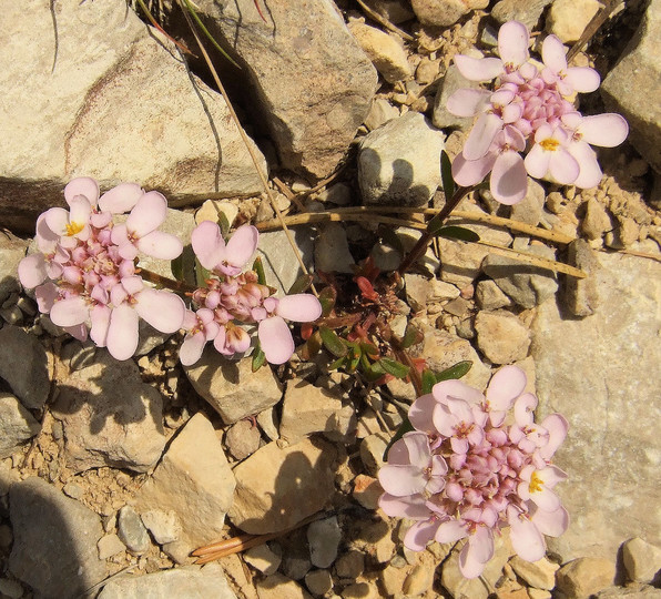 Iberis aurosica