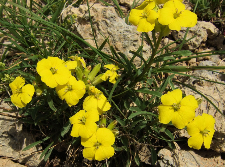 Erysimum jugicola