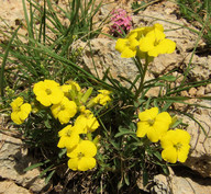 Erysimum jugicola