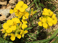 Erysimum jugicola