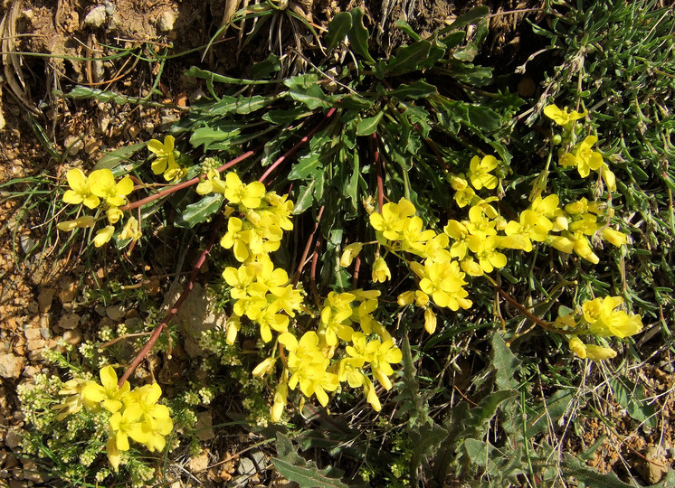 Brassica repanda