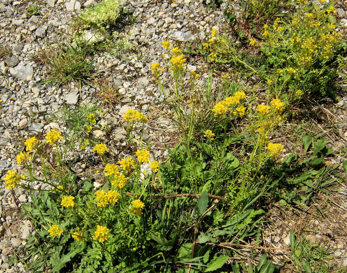 Sisymbrium austriaca