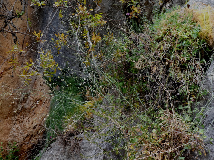 Crambe filiformis