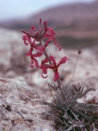 Matthiola fruticulosa?