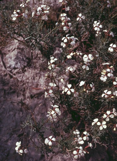 Euzomodendron bourgeanum