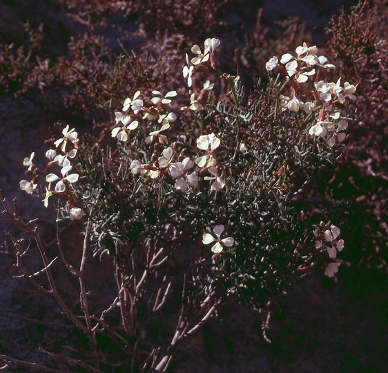 Euzomodendron bourgeanum