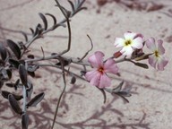 Malcolmia maritima?