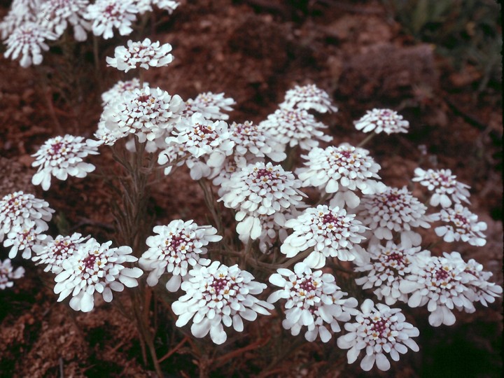 Iberis crenata