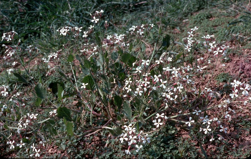 Eruca sativa