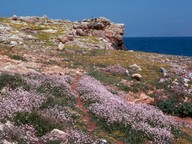 Malcolmia flexuosa