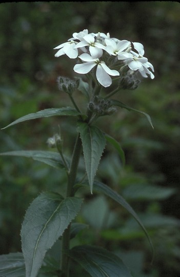 Hesperis matronalis