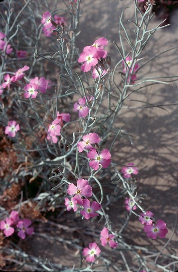 Malcolmia littorea