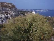 Crambe tataria