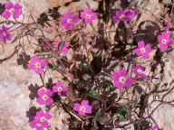 Malcolmia flexuosa