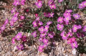 Malcolmia flexuosa