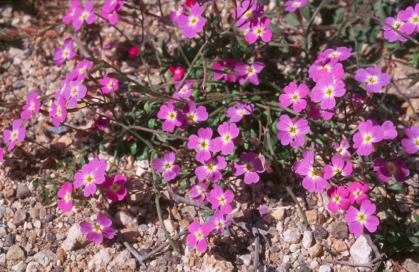 Malcolmia flexuosa