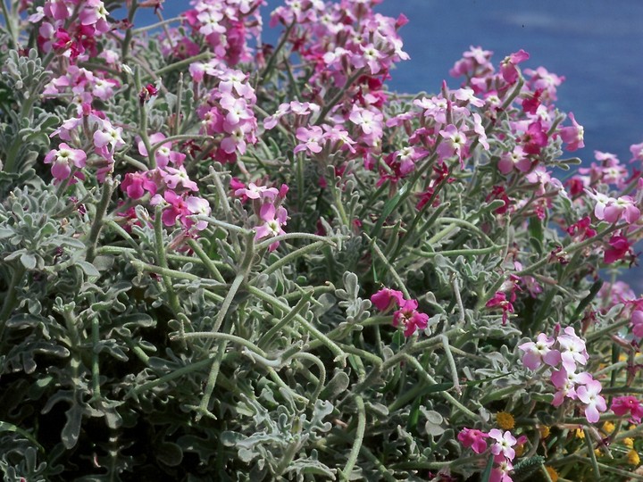 Matthiola tricuspidata