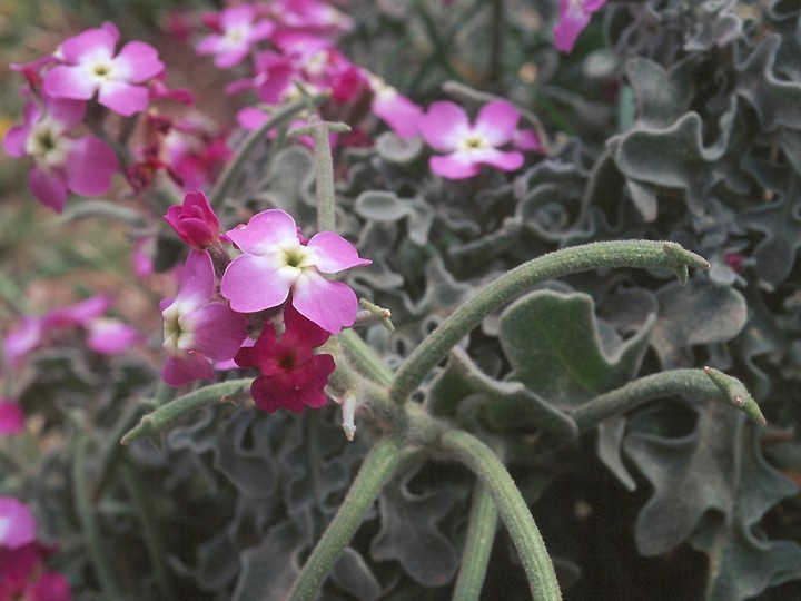 Matthiola tricuspidata