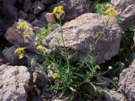 Erysimum creticum