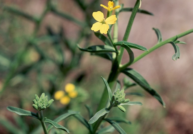 Erysimum creticum