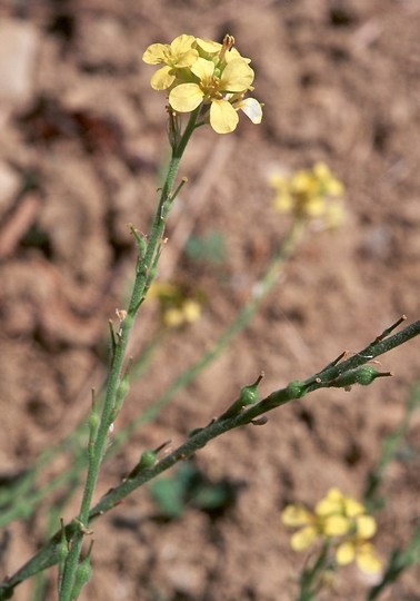 Rapistrum rugosum