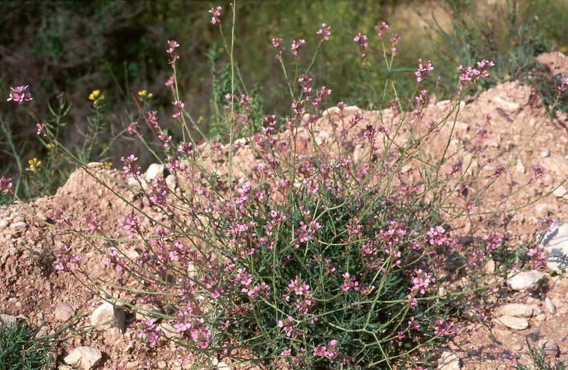 Erucaria hispanica