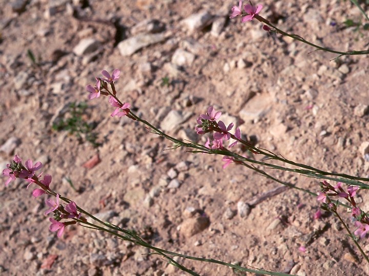 Erucaria hispanica