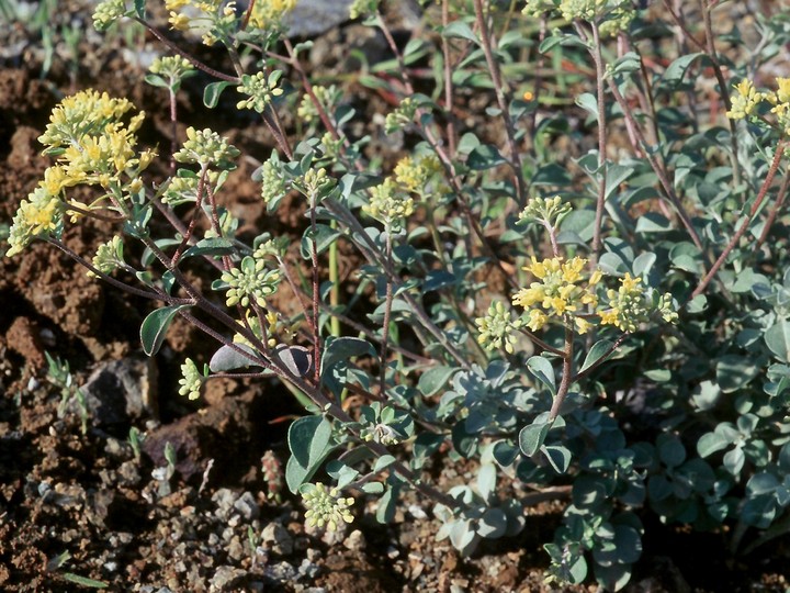 Alyssum chondrogynum