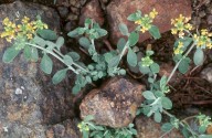 Alyssum akamasicum