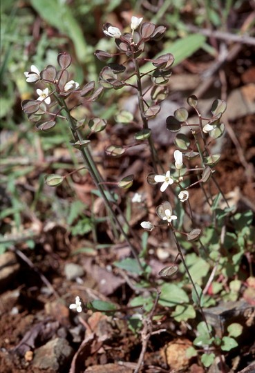 Thlaspi cyprium