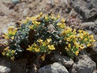 Alyssum akamasicum