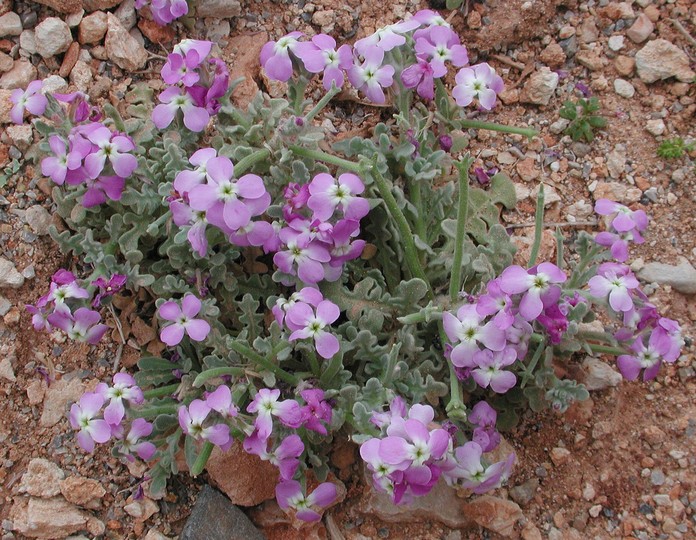 Matthiola tricuspidata