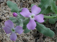 Matthiola tricuspidata